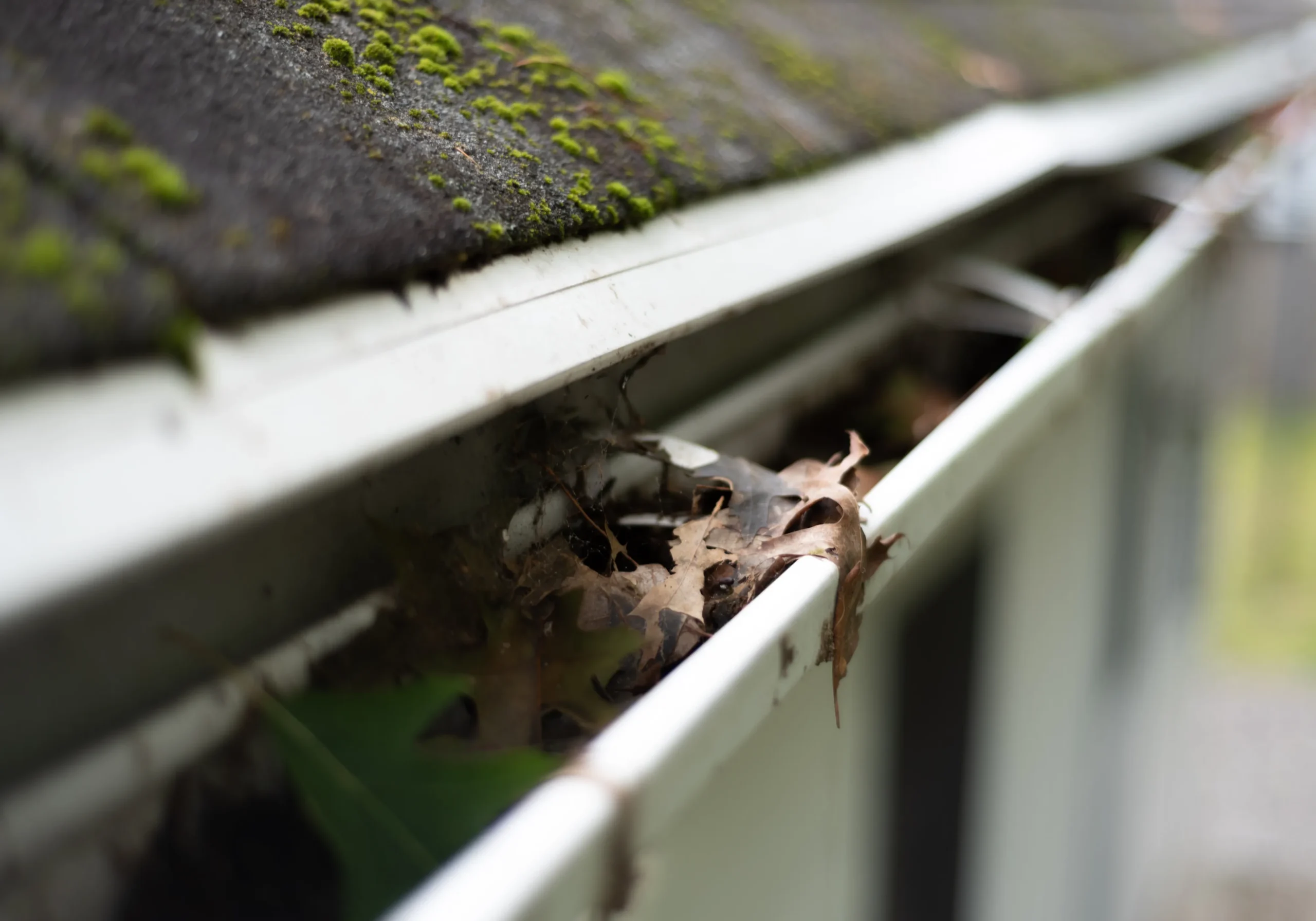 algae on shingles